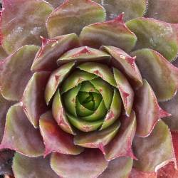 Sempervivum - Dachwurz - Hauswurz